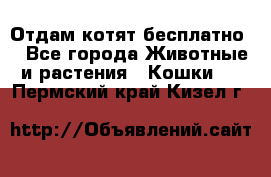 Отдам котят бесплатно  - Все города Животные и растения » Кошки   . Пермский край,Кизел г.